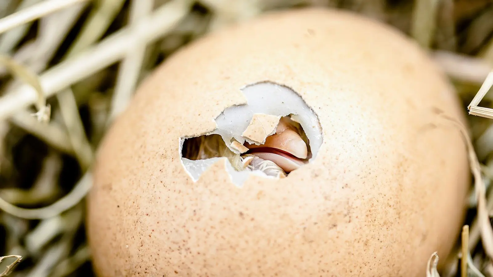 A chick breaking out of a cracked eggshell in a straw nest
